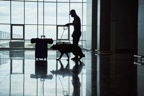 can sniffer dogs smell drugs inside you