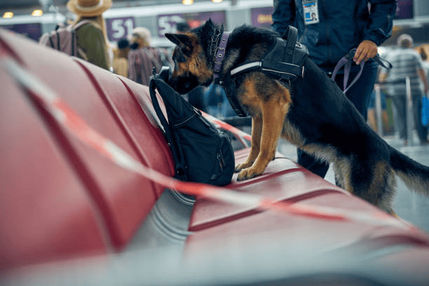 Can Sniffer Dogs Smell Drugs Inside You